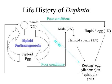 ciclo daphnia